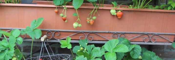 Erdbeerpflanzen in Balkonkästen